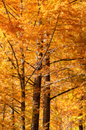 陕西省汉中市秦岭留坝高江路水杉秋景
