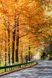 陕西省汉中市秦岭留坝高江路水杉秋景