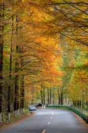 陕西省汉中市秦岭留坝高江路水杉秋景