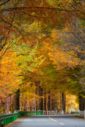 陕西省汉中市秦岭留坝高江路水杉秋景