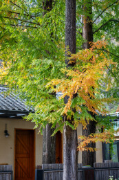 陕西省汉中市秦岭留坝高江路民宿秋景