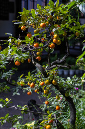 乌柿金弹子盆栽植物特写