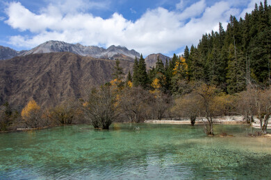 四川阿坝黄龙景区雪山下钙华彩池秋景