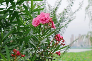 夹竹桃花朵