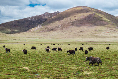 青海玉树巴塘草原航拍牧场自然风光