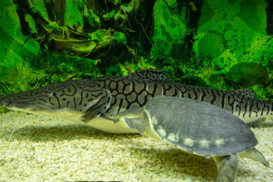 水族箱鸭嘴鲨虎鲶与猪鼻龟