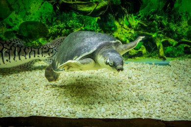 水族箱鸭嘴鲨虎鲶与猪鼻龟