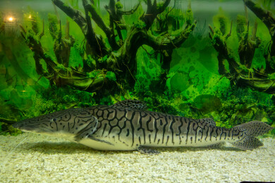 鸭嘴鲨虎鲶特写