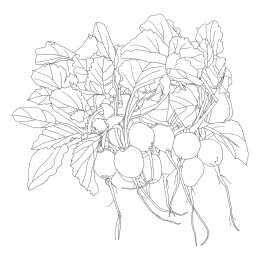 水萝卜线描插画
