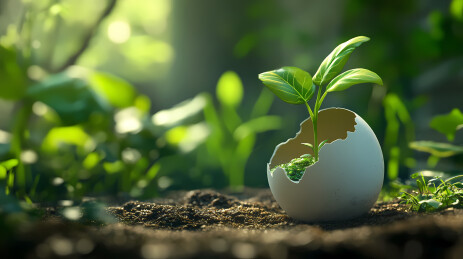 生命破壳新芽绽放