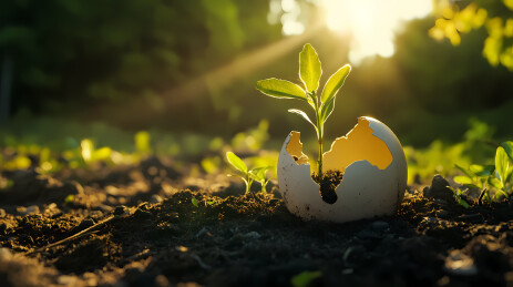 生命破壳新芽绽放