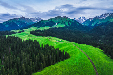 中国新疆伊犁库尔德宁草原高山草甸森林风光