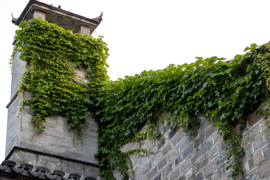 南京老门东历史文化街区爬满青藤的古墙