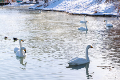 中国新疆博乐市滨河公园野生天鹅在河面上游