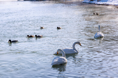 中国新疆博乐市滨河公园野生天鹅在河面上游