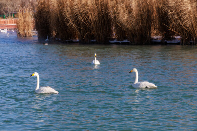 中国新疆博乐市滨河公园野生天鹅在河面上游