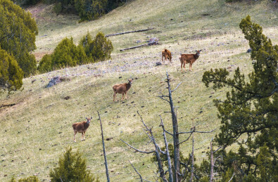 青海玉树杂多县昂赛大峡谷白唇鹿野生动物