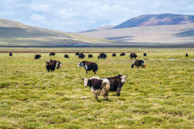 青海玉树巴塘草原航拍牧场自然风光