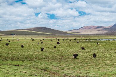 青海玉树巴塘草原航拍牧场自然风光