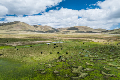 青海玉树巴塘草原航拍牧场自然风光