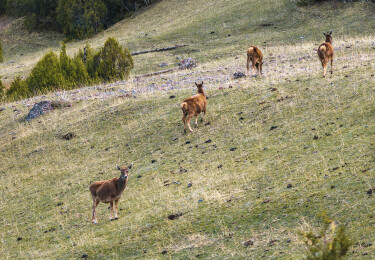 青海玉树杂多县昂赛大峡谷白唇鹿野生动物