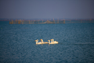 河里游水的一群鹅