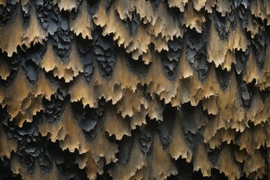 烧焦的树皮纹理主题