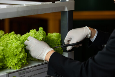 采摘室内水培蔬菜