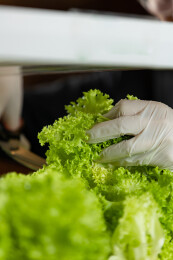 采摘室内水培蔬菜