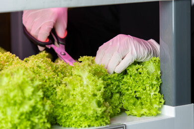 采摘室内水培蔬菜