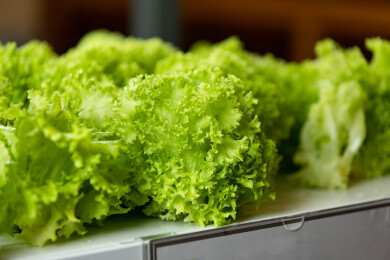 采摘室内水培蔬菜