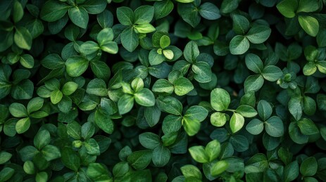 茂密绿叶的生机盎然