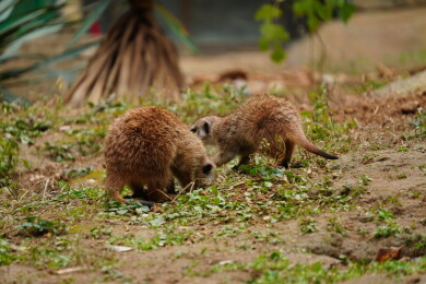 两只可爱的狐獴（猫鼬）正在觅食