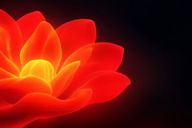 光影红莲花瓣