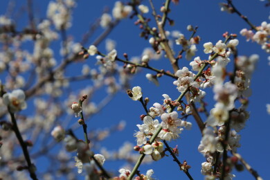 佳能相机镜头里的梅花