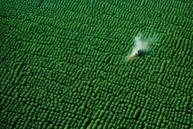 玉米地中的不明物体主题