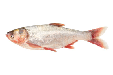 四大家鱼之一的鲢鱼