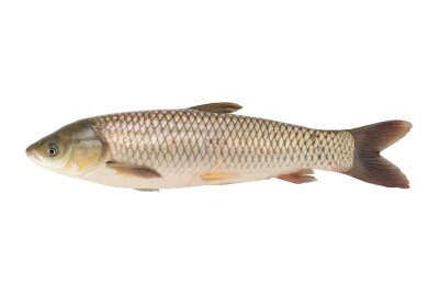 四大家鱼之一的草鱼