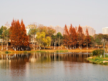 洋湖体育公园水杉