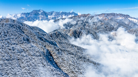 冬季成都西岭雪山的植被植物