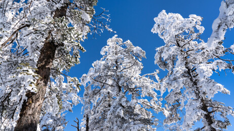 冬季成都西岭雪山的植被植物