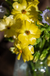 鲜花花艺蝴蝶洋牡丹