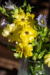 鲜花花艺蝴蝶洋牡丹