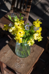 鲜花花艺蝴蝶洋牡丹