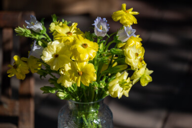 鲜花花艺蝴蝶洋牡丹