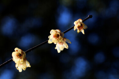 黄梅点点映深蓝