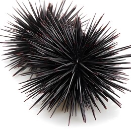 白色背景上的两个黑色海胆