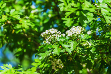 春天山楂树盛开的白色山楂花
