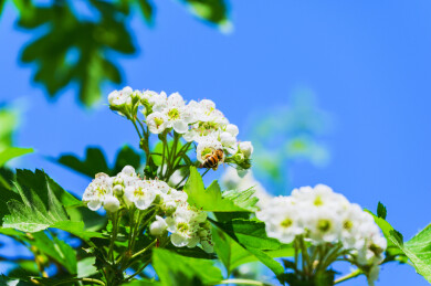 春天山楂树盛开的白色山楂花