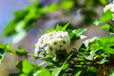 春天山楂树盛开的白色山楂花